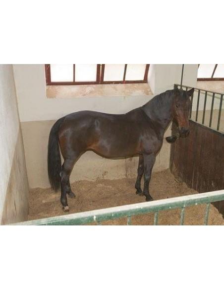 visione notturna telecamera per cavalli