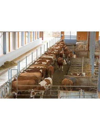 schema di telecamera box cavallo e scuderia