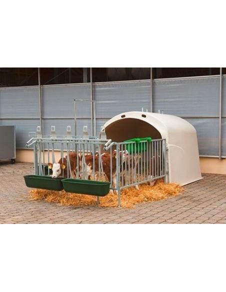 casa vitelli E truogolo per vitelli e bovini