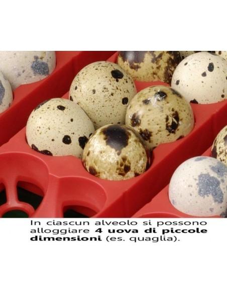 gallina uovo e incubatrice