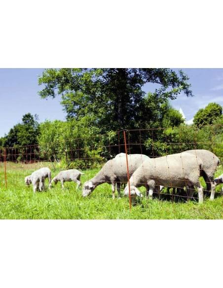 pecore al pascolo e conduttore recinto