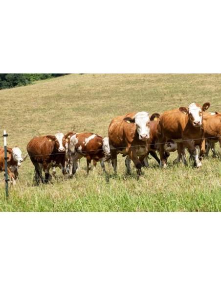 Recinto elettrico a pannello solare nel pascolo bovini