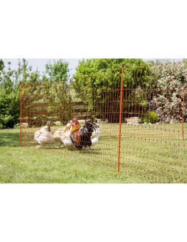 galline nel recinto elettrico per avicoli