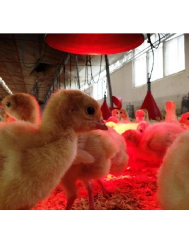 Riscaldamento infrarossi per animali