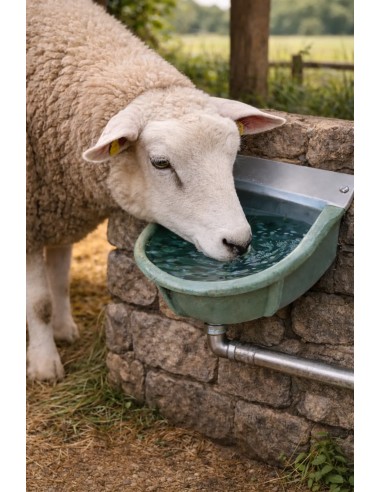 Pecora che beve nell'abbeveratoio a livello costante in ghisa FDA