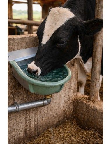 Mucca che beve nell'abbeveratoio a livello costante in ghisa FDA