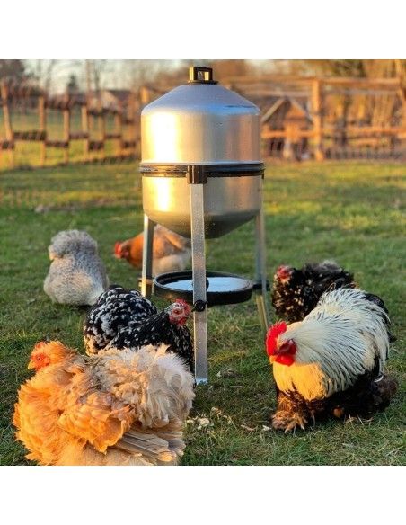 Abbeveratoio automatico zincato per galline e polli in campo