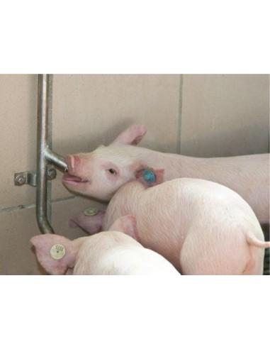 Calata in acciaio inox aisi 304 per abbeveratoi da suini