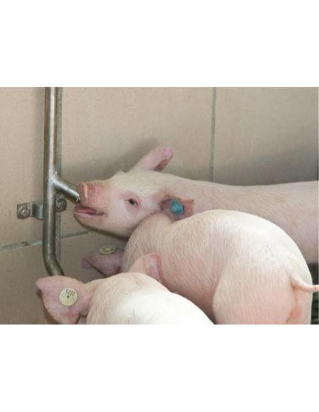 Calata in acciaio inox aisi 304 per abbeveratoi da suini