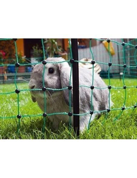 coniglio recintato in recinto elettrico a rete