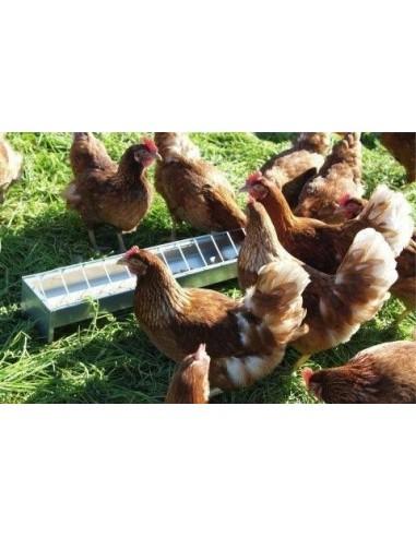 Mangiatoia zincata  per pulcini e galline