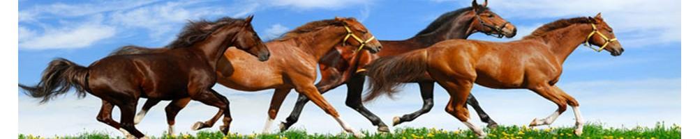 Cavallo Fda shop| vendita assistenza articoli equitazione