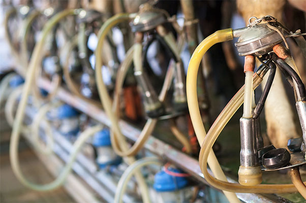 accessori mungitrici