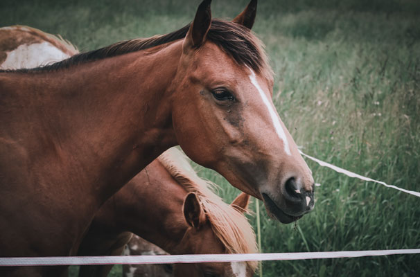 Recinzioni elettriche