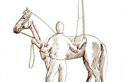 Addestrare e cavalcare: l'addestramento di base del cavallo