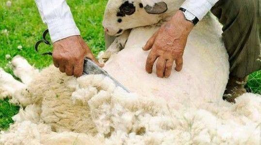 Come tosare una pecora