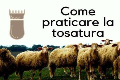 Tosatrici pecore : fai da te o rivolgersi a un tosatore esperto - FDA shop