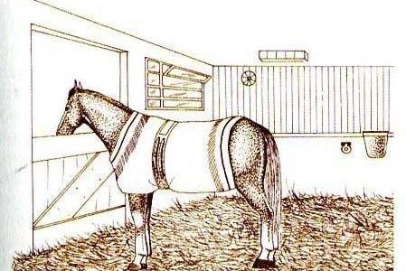 Allevamento e cura del cavallo: il box